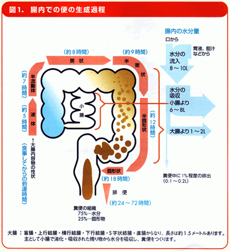 どうして男性には下痢が多いのか?「男がくだる原因とは?」日本人男性の腸の形と動き 1 o0470051314075253027